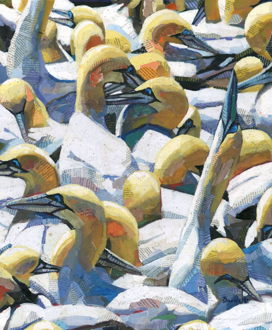 Gannets on the Bass Rock